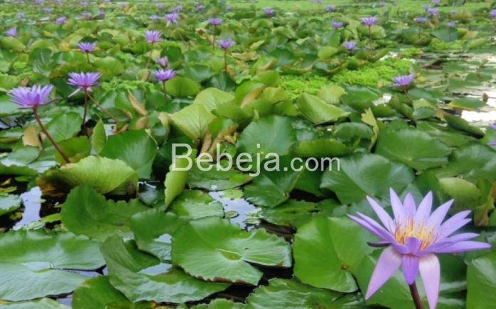 lotus plant