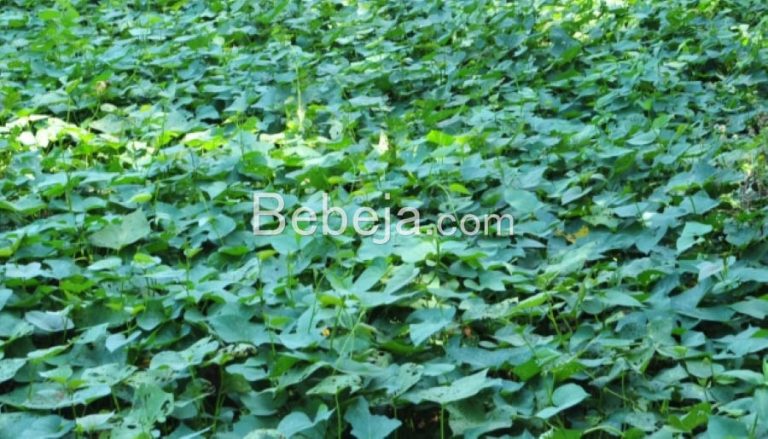 sweet potato leaves