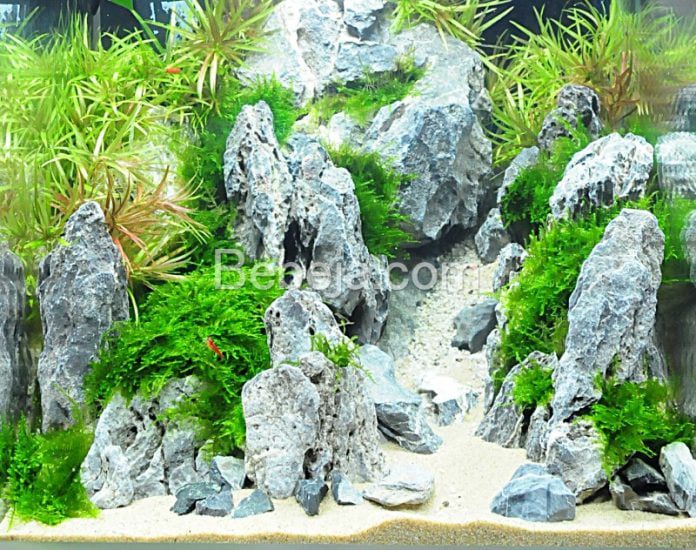 freshwater aquarium