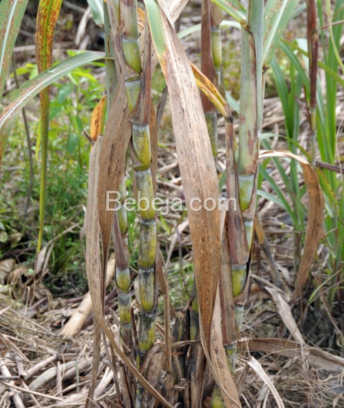 sugarcane plant