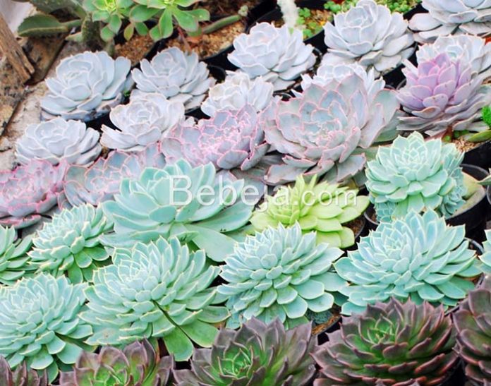 succulent plant