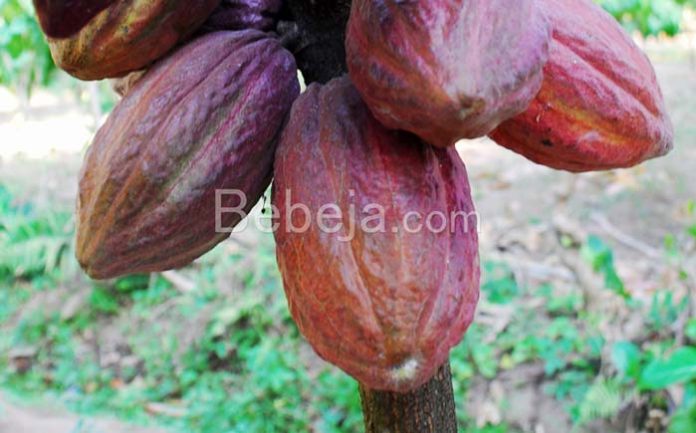 cocoa tree