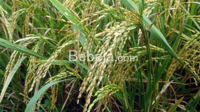 high production of upland rice