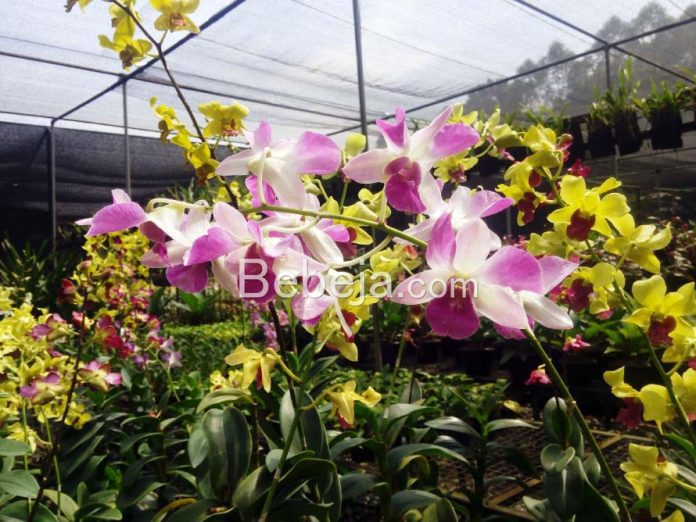 healthy orchid