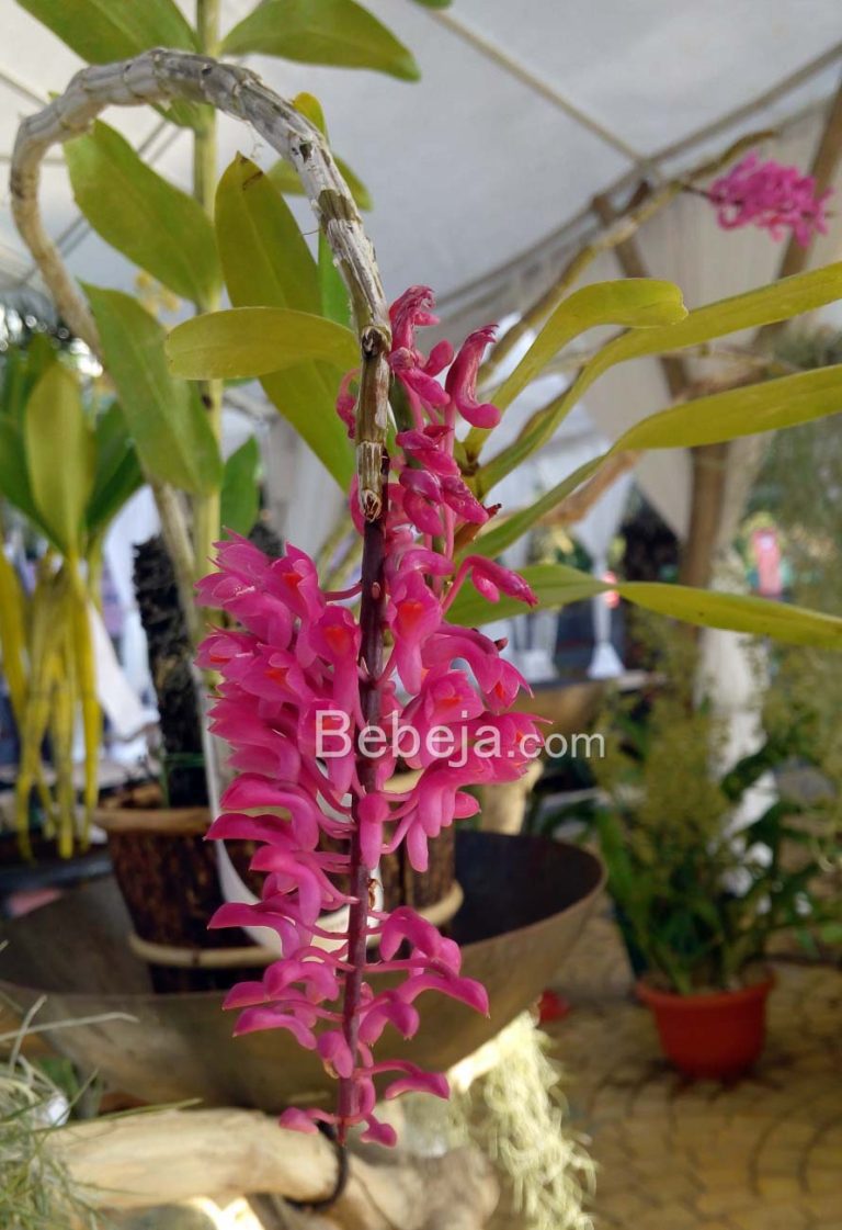 dendrobium orchid