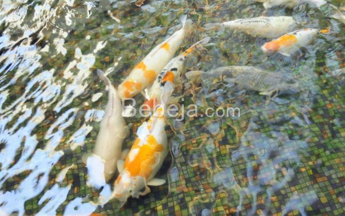 koi pond floor