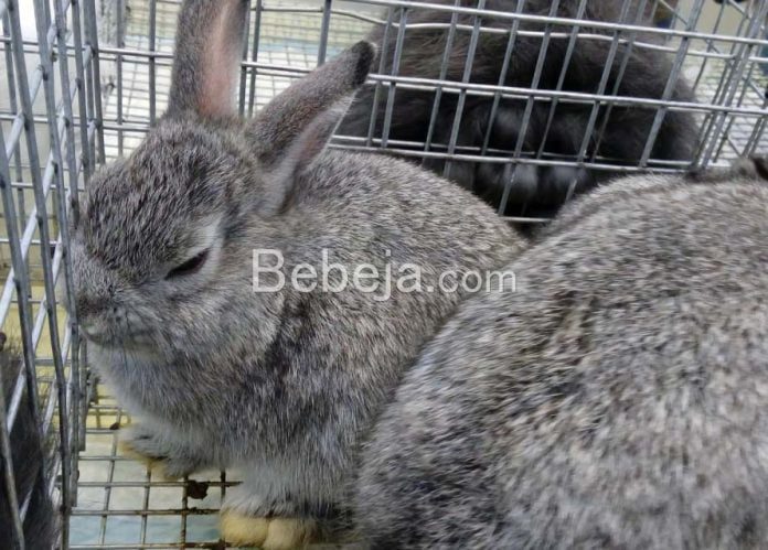 netherland dwarf