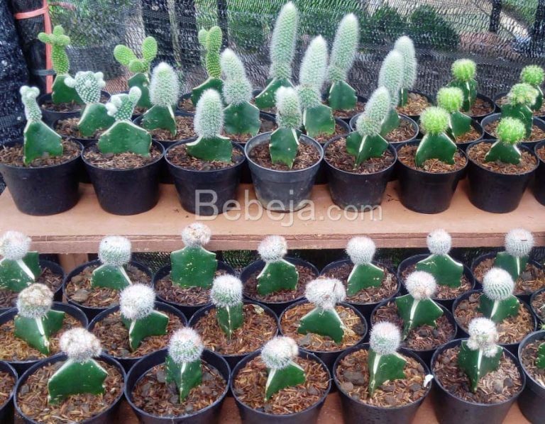 Pests and Diseases of Cactus Plants