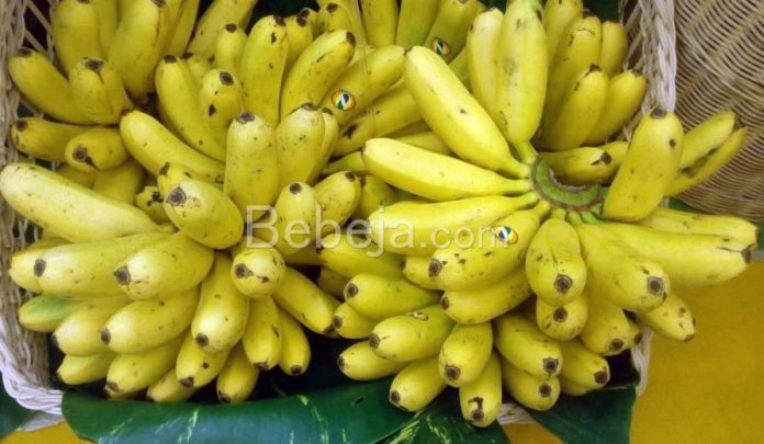 various types of banana