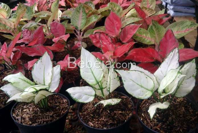 aglaonema