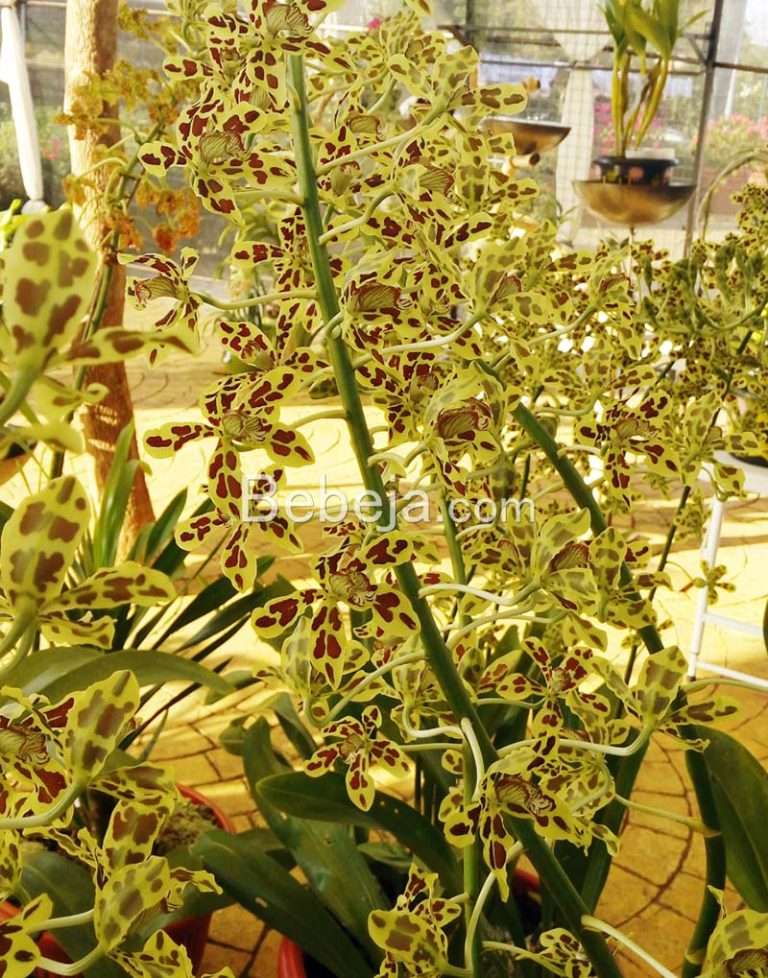 How to Encourage Flowering of Tiger Orchids