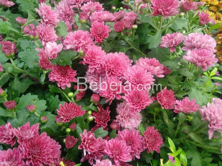 chrysanthemum plants