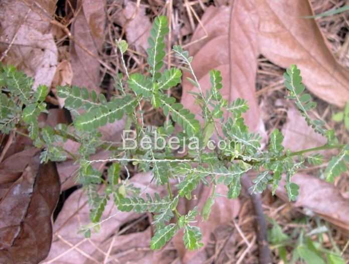 herbal treatment tuberculosis