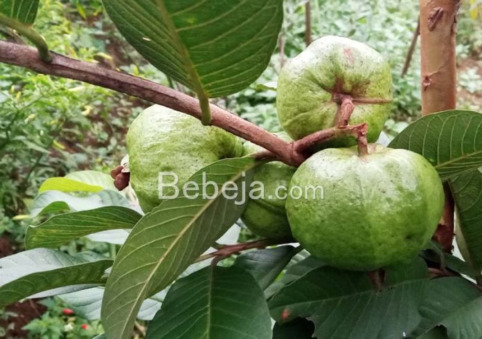 guava tree