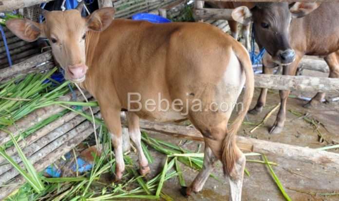 australian cattle