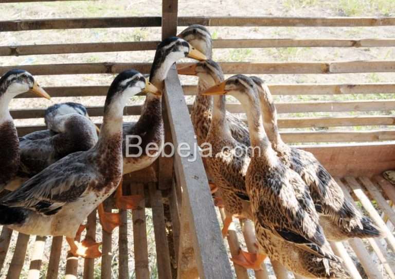 Productivity of The Eggs of The Local Duck