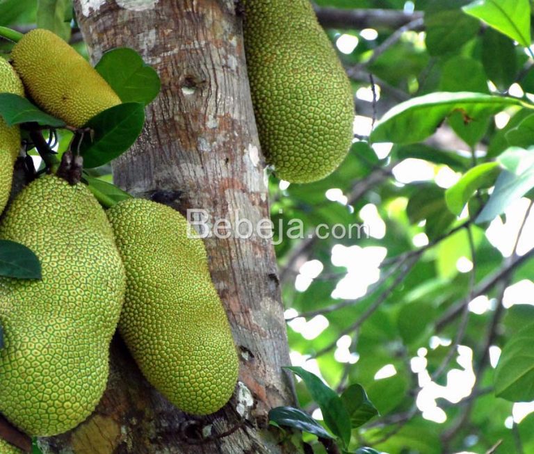 Malaria Treatment with Cempedak Stem Bark