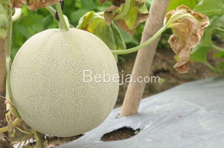 melon plant