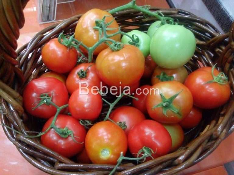 Producing High Quality Tomatoes