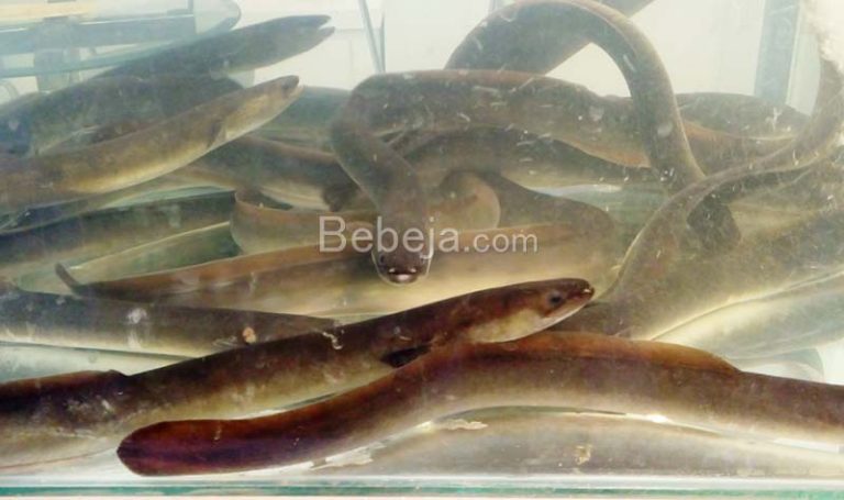 Steps for Rearing a Glass Eel to Elver Size