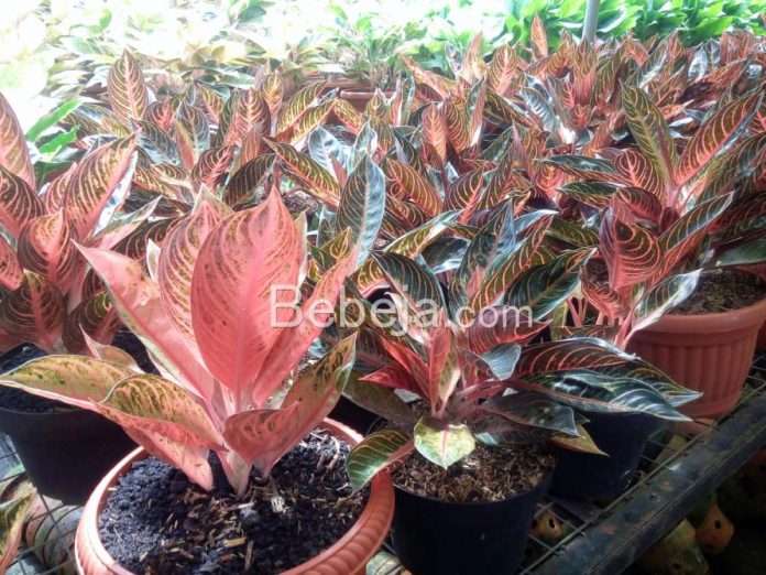 aglaonema plants