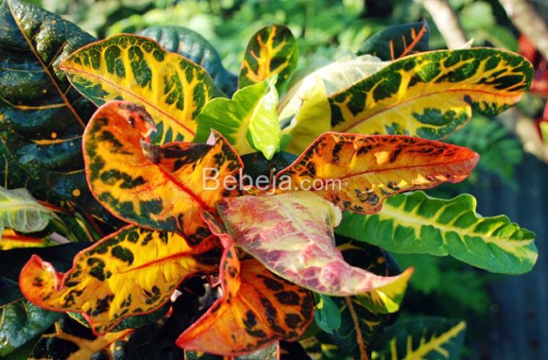 How to Crossbreed a Croton Plant