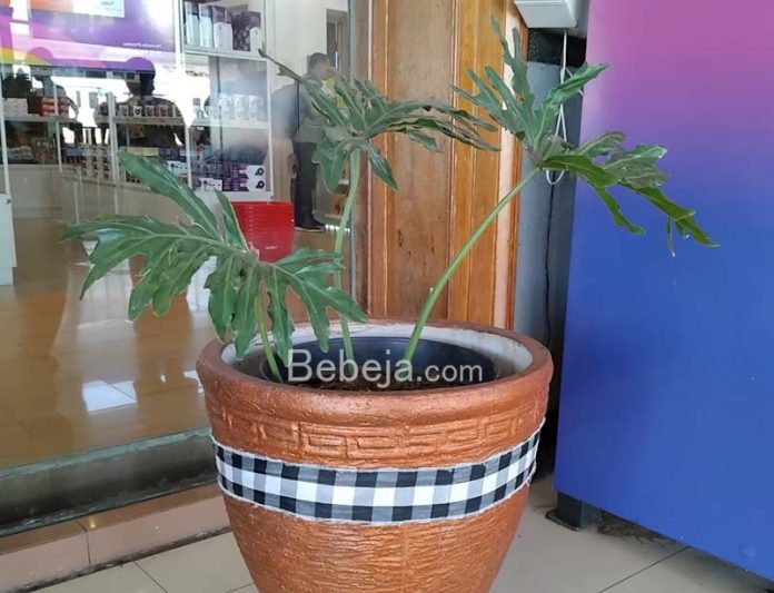 ornamental plant rental