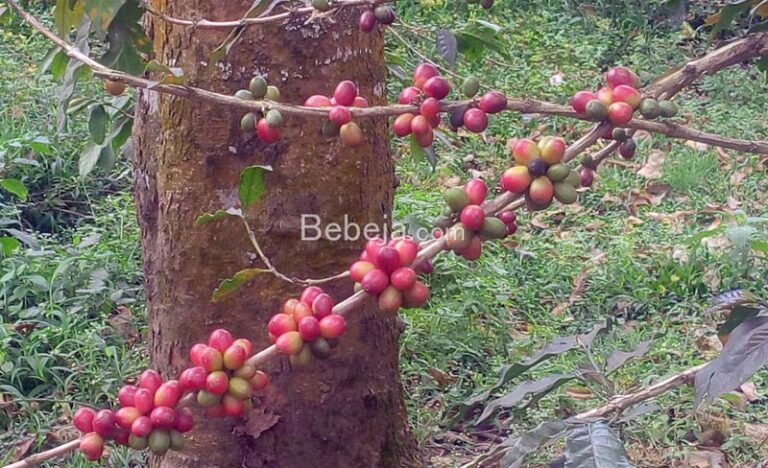 Processing of The Coffee After The Harvest