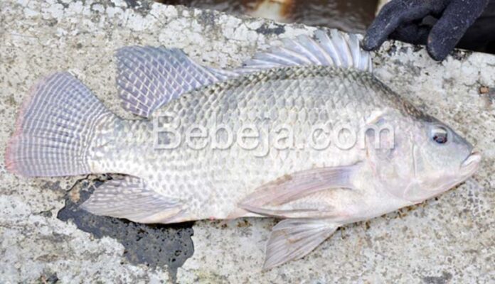 Tilapia Nirwana 3