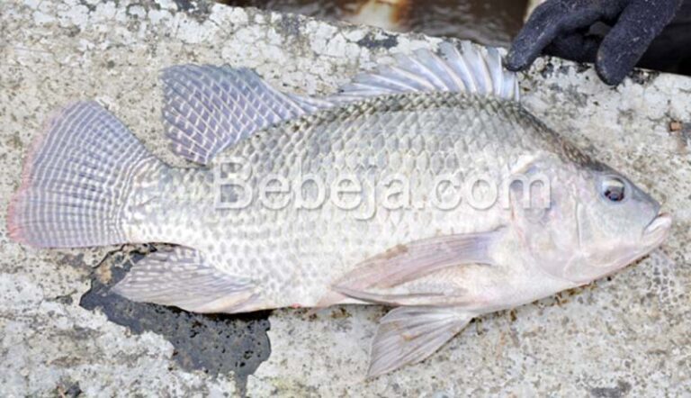 Select Tilapia Nirwana 3