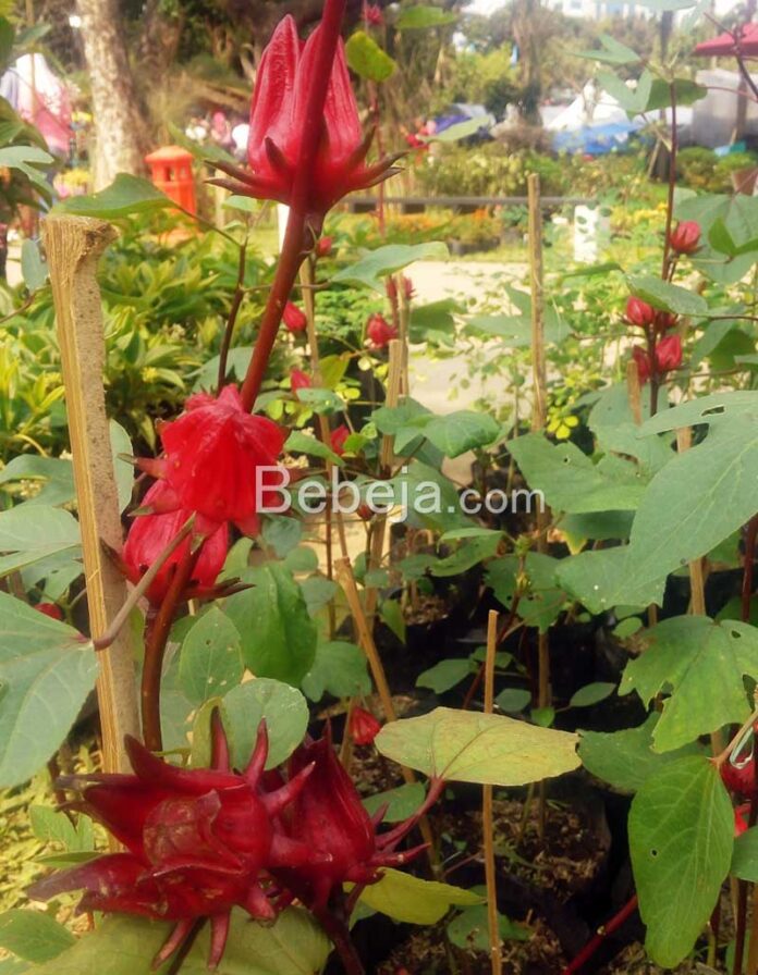 roselle plant