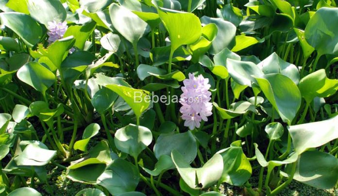 water hyacinth