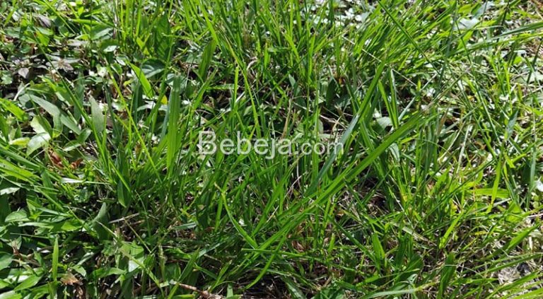 Types of Weeds in Cultivated Plants