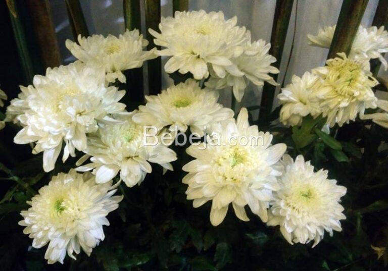 chrysanthemum flower