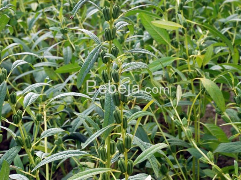 Prospects for Sesame Crop Development