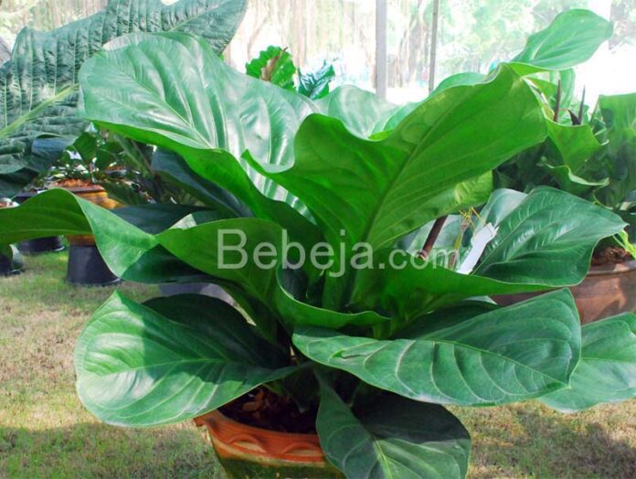 anthurium plant