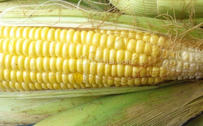 corn