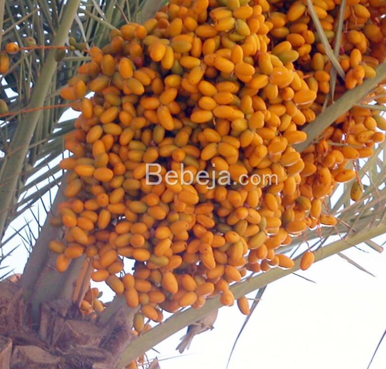 How to Get a Date Palms Tree to Bear Fruit