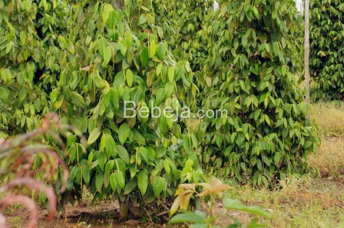 fertilize pepper plants