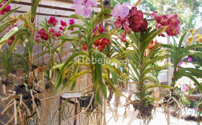 vanda orchids