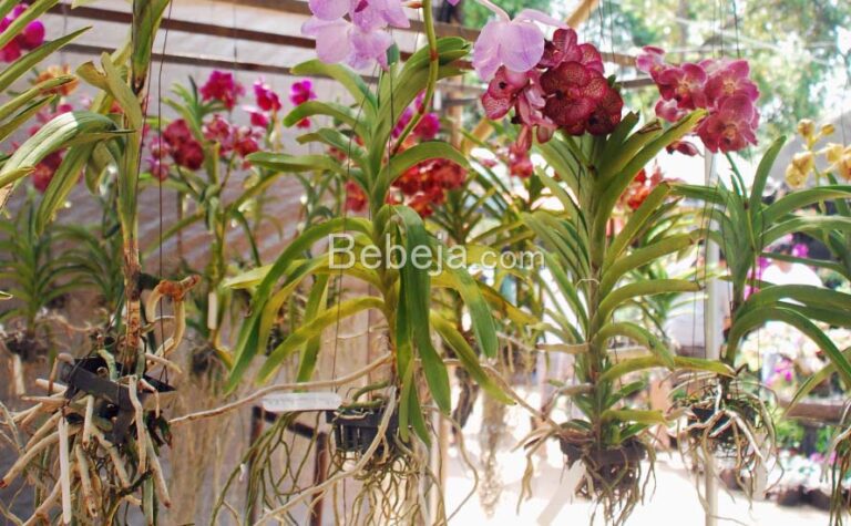 Care for Flowering Vanda Orchids