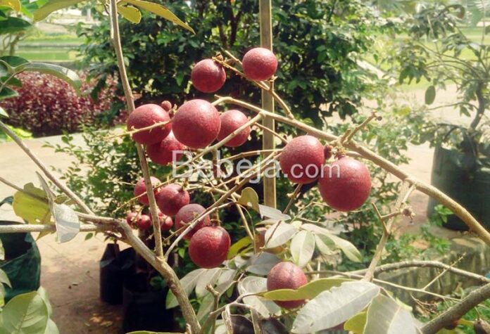 longan cultivation