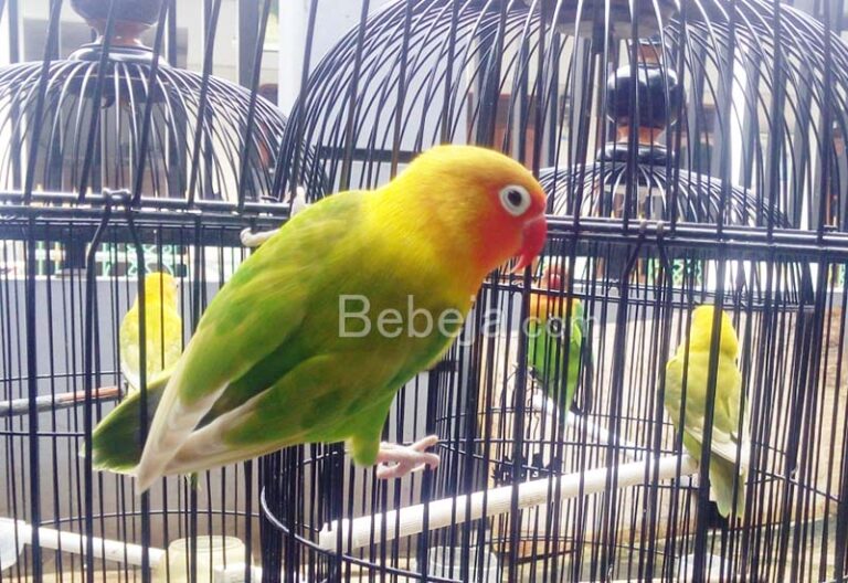 Breeding of Lovebirds