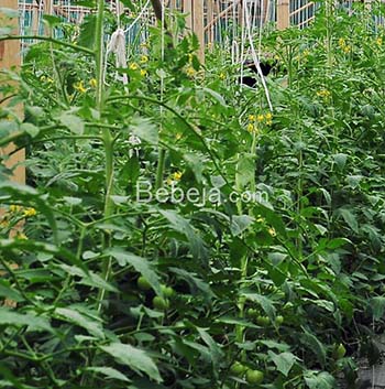 beef tomato hydroponics