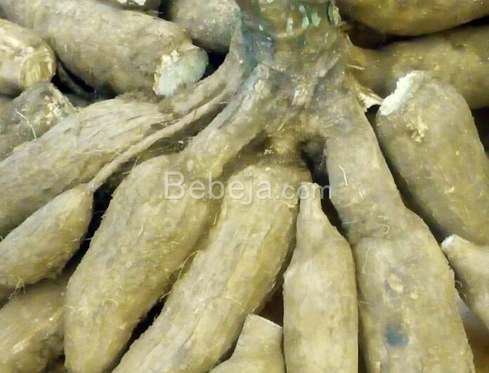 cassava bioethanol