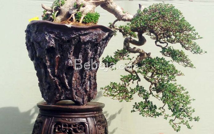 fukinagashi bonsai