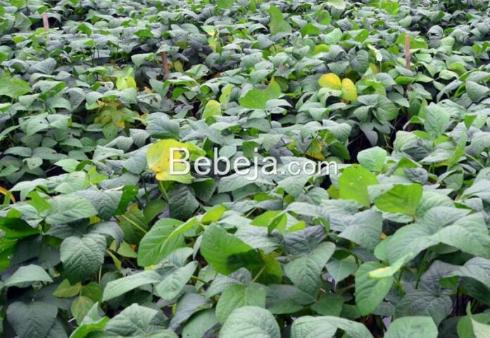 edamame cultivation