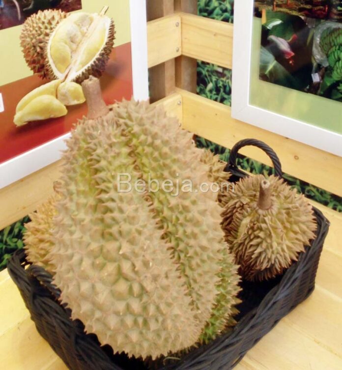 superior durian