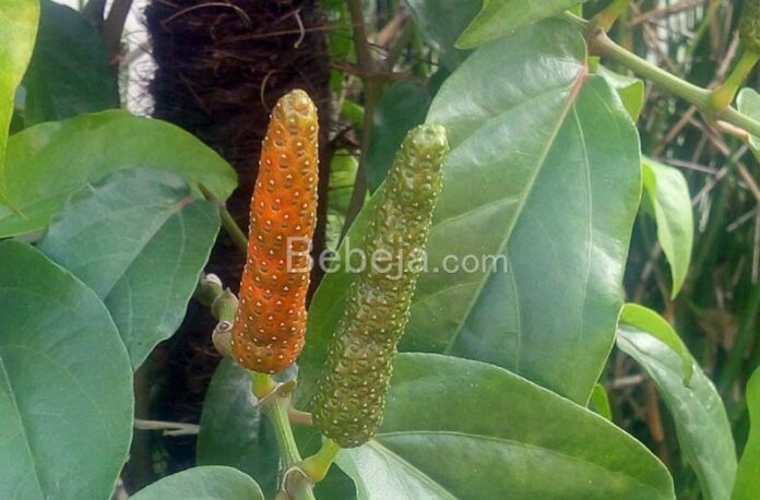 javanese long pepper