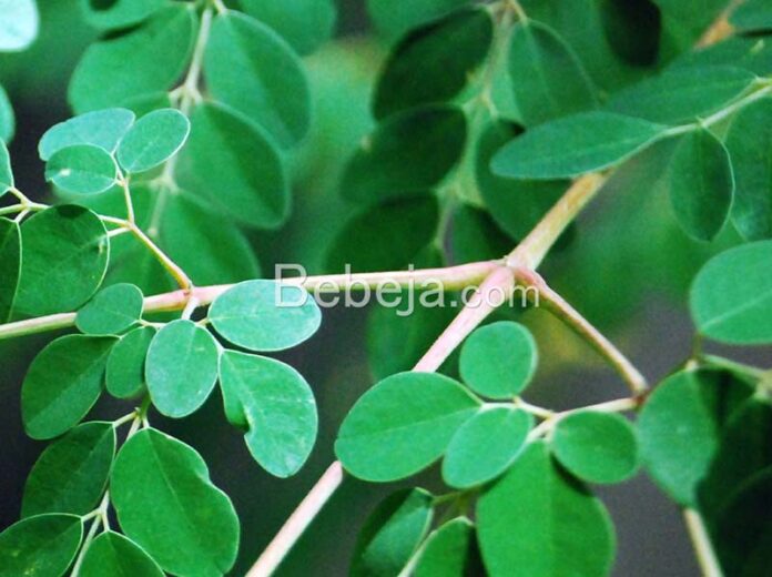 moringa benefit